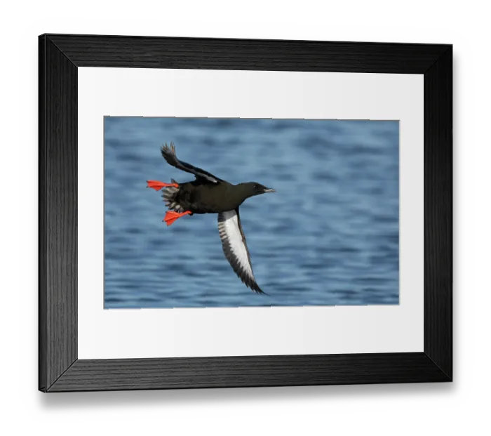 Framed Print : Black guillemot (Cepphus grylle) in summer plumage, in flight over the sea, Finland. June Framed Print : Black guillemot (Cepphus grylle) in summer plumage, in flight over the sea, Finland. June