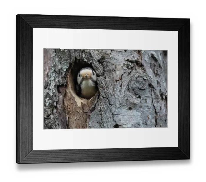 Framed Print : White-backed woodpecker (Dendrocopos leucotos) female, peering out from a nest hole, Finland. May Framed Print : White-backed woodpecker (Dendrocopos leucotos) female, peering out from a nest hole, Finland. May