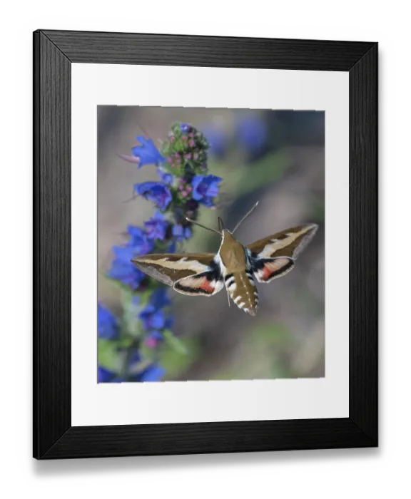 Framed Print : Bedstraw hawk-moth (Hyles gallii) nectaring on Viper's bugloss, Estonia. June Framed Print : Bedstraw hawk-moth (Hyles gallii) nectaring on Viper's bugloss, Estonia. June