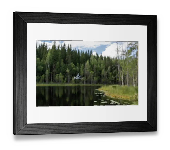 Framed Print : Siberian hawker (Aeshna crenata) male in flight over lake with forest in background, Finland. August Framed Print : Siberian hawker (Aeshna crenata) male in flight over lake with forest in background, Finland. August
