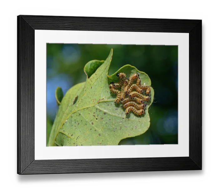 Framed Print : Buff-tip moth (Phalera bucephala) caterpillars feeding on a Pedunculate oak (Quercus robur) leaf, Wiltshire, England, UK. September Framed Print : Buff-tip moth (Phalera bucephala) caterpillars feeding on a Pedunculate oak (Quercus robur) leaf, Wiltshire, England, UK. September