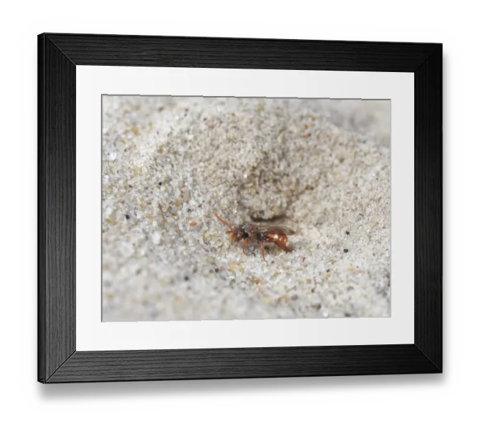 Framed Print : Bear-clawed nomad bee (Nomada baccata) female, at entrance to nest burrow of host species, the Small sandpit mining bee (Andrena argentata), in a loose sandy area of heathland Framed Print : Bear-clawed nomad bee (Nomada baccata) female, at entrance to nest burrow of host species, the Small sandpit mining bee (Andrena argentata), in a loose sandy area of heathland