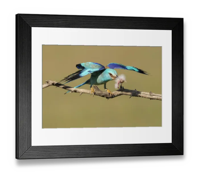 Framed Print : RF - European roller (Coracias garrulus) male, perched on branch with Hoopoe (Upupa epops) chick prey in beak, stolen from nest, Pusztaszer, Kiskunsagi National Park, Hungary Framed Print : RF - European roller (Coracias garrulus) male, perched on branch with Hoopoe (Upupa epops) chick prey in beak, stolen from nest, Pusztaszer, Kiskunsagi National Park, Hungary