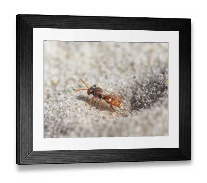 Framed Print : Bear-clawed nomad bee (Nomada baccata) female, emerging from a nest burrow of host species, the Small sandpit mining bee (Andrena argentata), in a loose sandy area of heathland Framed Print : Bear-clawed nomad bee (Nomada baccata) female, emerging from a nest burrow of host species, the Small sandpit mining bee (Andrena argentata), in a loose sandy area of heathland