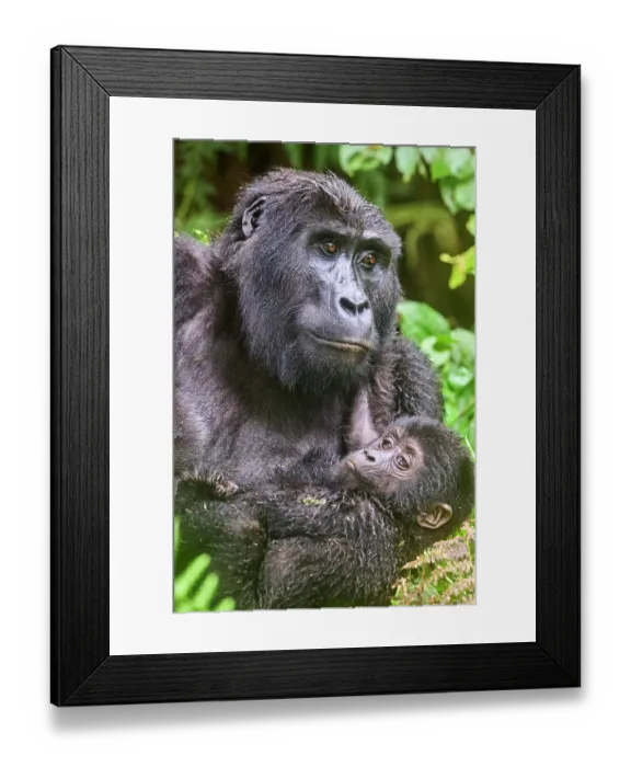 Framed Print : Mountain gorilla (Gorilla beringei) female holding infant, portrait, Bwindi Impenetrable Forest National Park, Uganda. Endangered Framed Print : Mountain gorilla (Gorilla beringei) female holding infant, portrait, Bwindi Impenetrable Forest National Park, Uganda. Endangered