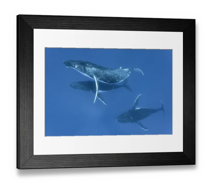 Framed Print : Three Humpback whale (Megaptera novaeangliae) males engaging in social interaction for an extended period of time Framed Print : Three Humpback whale (Megaptera novaeangliae) males engaging in social interaction for an extended period of time