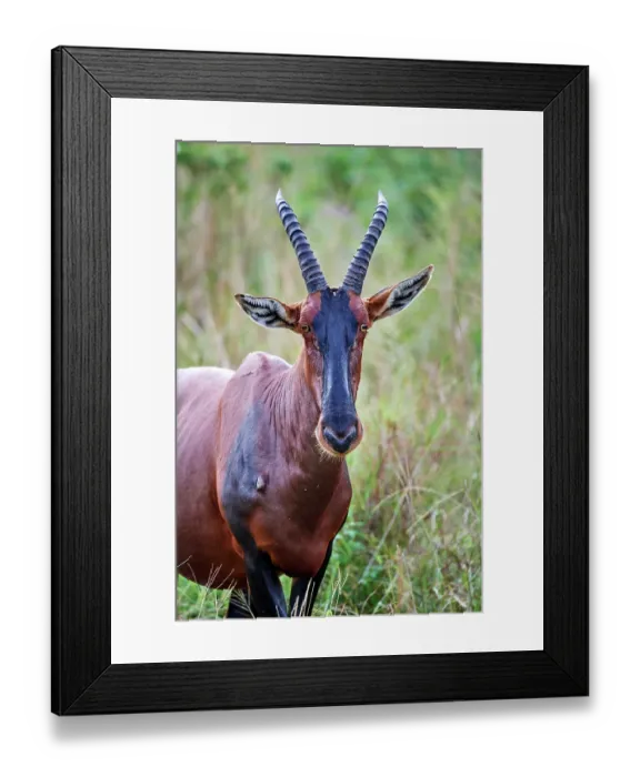 Framed Print : Topi (Damaliscus lunatus jimela) portrait, Akagera National Park, Rwanda Framed Print : Topi (Damaliscus lunatus jimela) portrait, Akagera National Park, Rwanda