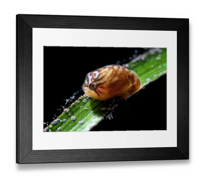 Framed Print : Smooth lumpsucker (Aptocyclus ventricosus) juvenile, resting on a blade of seagrass, Hokkaido, Japan, Pacific Ocean Framed Print : Smooth lumpsucker (Aptocyclus ventricosus) juvenile, resting on a blade of seagrass, Hokkaido, Japan, Pacific Ocean