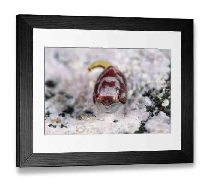 Framed Print : Smooth lumpsucker (Aptocyclus ventricosus) juvenile, portrait, Hokkaido, Japan, Pacific Ocean Framed Print : Smooth lumpsucker (Aptocyclus ventricosus) juvenile, portrait, Hokkaido, Japan, Pacific Ocean
