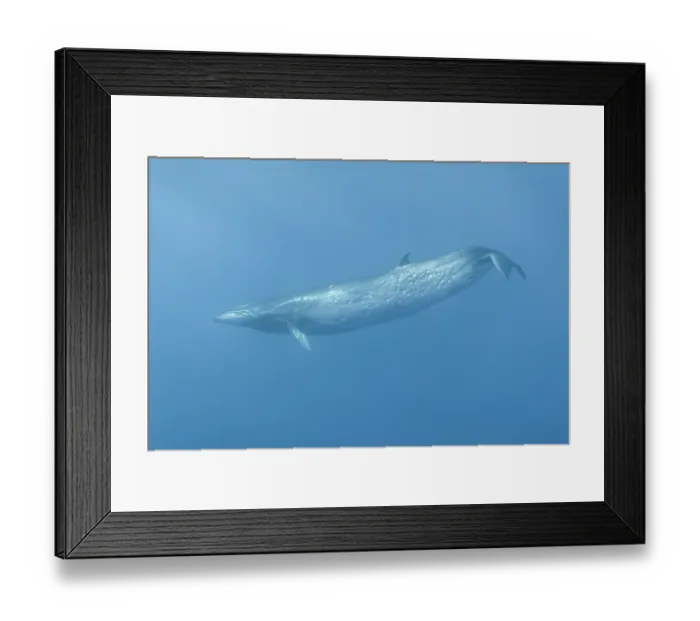 Framed Print : Bryde's whale (Balaenoptera edeni) in the open ocean of the Ogasawara archipelago, Japan, Pacific Ocean Framed Print : Bryde's whale (Balaenoptera edeni) in the open ocean of the Ogasawara archipelago, Japan, Pacific Ocean