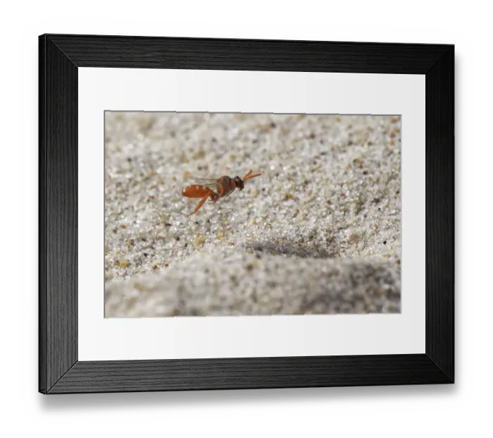 Framed Print : Bear-clawed nomad bee (Nomada baccata) female, flying low over a loose sandy area of heathland looking for nest burrows of host species Framed Print : Bear-clawed nomad bee (Nomada baccata) female, flying low over a loose sandy area of heathland looking for nest burrows of host species
