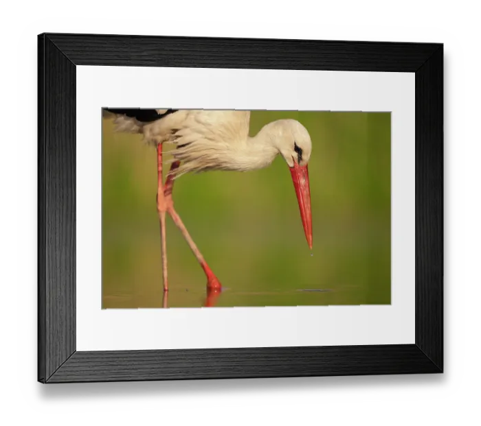 Framed Print : RF - European white stork (Ciconia ciconia) portrait, Pusztaszer, Kiskunsagi National Park, Hungary. May. (This image may be licensed either as rights managed or royalty free.) Framed Print : RF - European white stork (Ciconia ciconia) portrait, Pusztaszer, Kiskunsagi National Park, Hungary. May. (This image may be licensed either as rights managed or royalty free.)