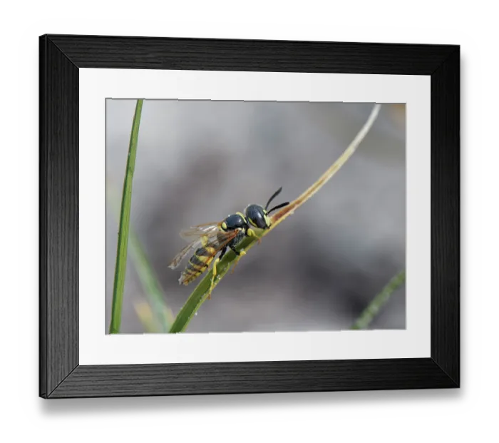 Framed Print : European beewolf (Philanthus triangulum) male with worn wings late in the season, resting on Marram grass, Dorset, England, UK. September Framed Print : European beewolf (Philanthus triangulum) male with worn wings late in the season, resting on Marram grass, Dorset, England, UK. September