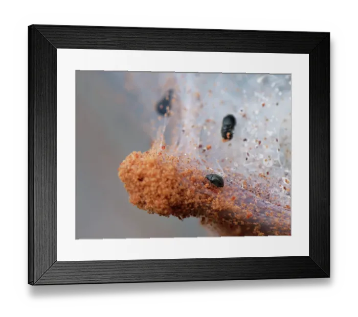 Framed Print : Dot ladybirds (Stethorus pusillus) feeding on Gorse spider mites (Tetranychus lintearius) as they gather in large numbers on their silken tent on a Gorse bush, Dorset, England Framed Print : Dot ladybirds (Stethorus pusillus) feeding on Gorse spider mites (Tetranychus lintearius) as they gather in large numbers on their silken tent on a Gorse bush, Dorset, England