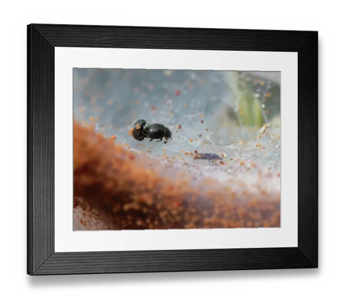Framed Print : Dot ladybirds (Stethorus pusillus) pair mating near a mass of their prey, Gorse spider mites (Tetranychus lintearius) as they gather in large numbers on their silken tent, Dorset Framed Print : Dot ladybirds (Stethorus pusillus) pair mating near a mass of their prey, Gorse spider mites (Tetranychus lintearius) as they gather in large numbers on their silken tent, Dorset