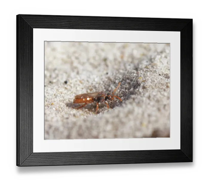 Framed Print : Bear-clawed nomad bee (Nomada baccata) female, landing at entrance to nest burrow of host species, the Small sandpit mining bee (Andrena argentata) Framed Print : Bear-clawed nomad bee (Nomada baccata) female, landing at entrance to nest burrow of host species, the Small sandpit mining bee (Andrena argentata)