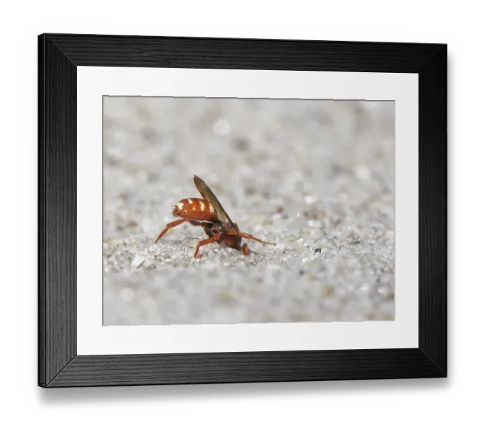 Framed Print : Bear-clawed nomad bee (Nomada baccata) female, burrowing into loose sand to enter nest of host species, the Small sandpit mining bee (Andrena argentata) Framed Print : Bear-clawed nomad bee (Nomada baccata) female, burrowing into loose sand to enter nest of host species, the Small sandpit mining bee (Andrena argentata)