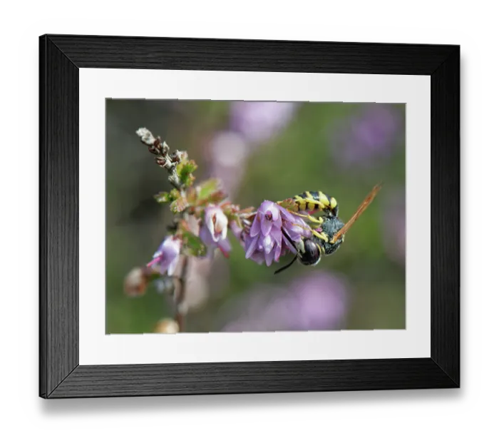 Framed Print : European beewolf (Philanthus triangulum) male nectaring on Heather (Calluna vulgaris) flowers, Dorset, England, UK. September Framed Print : European beewolf (Philanthus triangulum) male nectaring on Heather (Calluna vulgaris) flowers, Dorset, England, UK. September