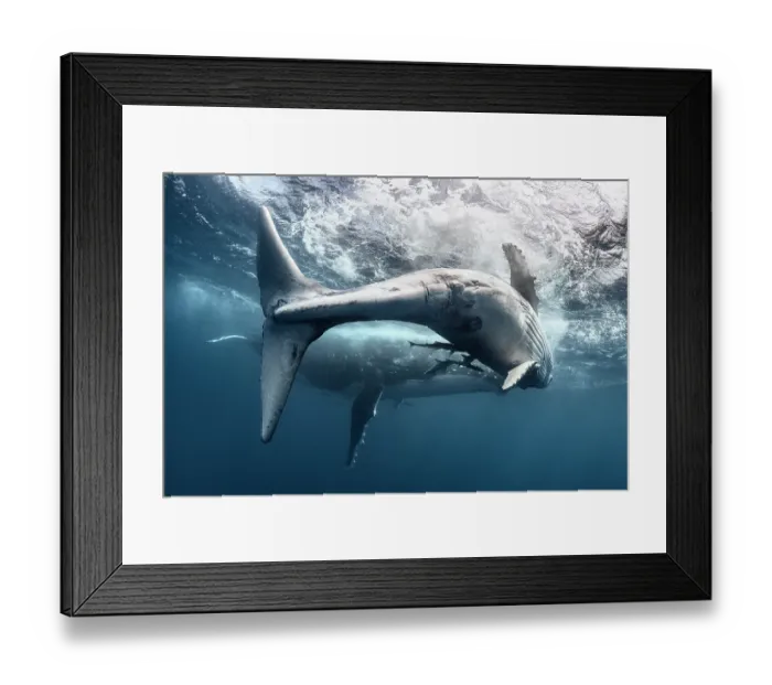 Framed Print : Humpback whale (Megaptera novaeangliae australis) female calf playing at the ocean surface, her mother visible in the background. Kingdom of Tonga, Pacific Ocean Framed Print : Humpback whale (Megaptera novaeangliae australis) female calf playing at the ocean surface, her mother visible in the background. Kingdom of Tonga, Pacific Ocean