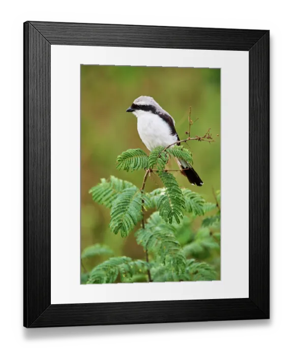 Framed Print : Mackinnon's shrike (Lanius mackinnoni) perched on branch, Akagera National Park, Rwanda