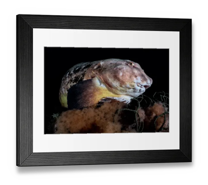 Framed Print : Tanaka's snailfish (Liparis tanakae) male, protecting his eggs, Yamaguchi Prefecture, Japan, Pacific Ocean Framed Print : Tanaka's snailfish (Liparis tanakae) male, protecting his eggs, Yamaguchi Prefecture, Japan, Pacific Ocean