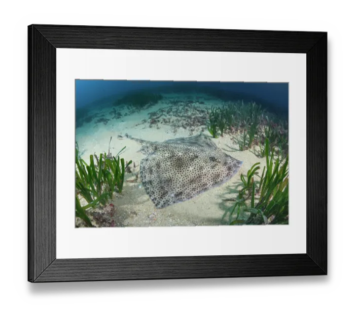 Framed Print : Blonde skate (Raja brachyura) resting on sandy seabed, Tossa De Mar, Spain, Mediterranean Sea Framed Print : Blonde skate (Raja brachyura) resting on sandy seabed, Tossa De Mar, Spain, Mediterranean Sea