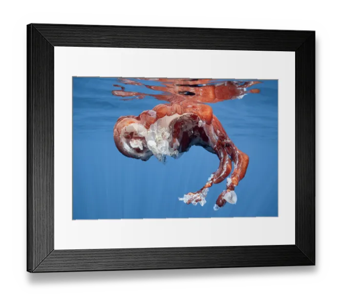 Framed Print : Remains of a dead Seven-arm octopus (Haliphron atlanticus) floating at the surface in the open ocean above the Ogasawara trench, Ogasawara archipelago, Japan, Pacific Ocean Framed Print : Remains of a dead Seven-arm octopus (Haliphron atlanticus) floating at the surface in the open ocean above the Ogasawara trench, Ogasawara archipelago, Japan, Pacific Ocean