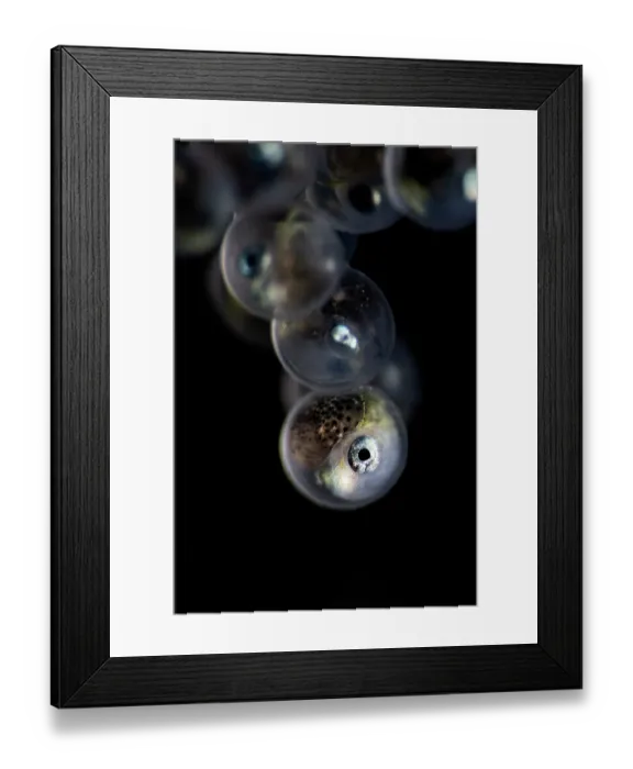 Framed Print : Tanaka's snailfish (Liparis tanakae) well-developed embryo inside the egg. Each is about 1.5mm in diameter. Yamaguchi Prefecture, Japan, Pacific Ocean Framed Print : Tanaka's snailfish (Liparis tanakae) well-developed embryo inside the egg. Each is about 1.5mm in diameter. Yamaguchi Prefecture, Japan, Pacific Ocean