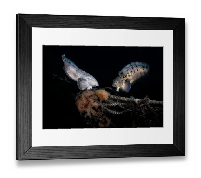 Framed Print : Tanaka's snailfish (Liparis tanakae) pair just prior to spawning Framed Print : Tanaka's snailfish (Liparis tanakae) pair just prior to spawning