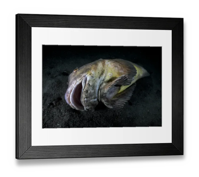 Framed Print : Tanaka's snailfish (Liparis tanakae) male, dying, after spawning in shallow water. Snailfish have a lifespan of one year, Yamaguchi Prefecture, Japan, Pacific Ocean Framed Print : Tanaka's snailfish (Liparis tanakae) male, dying, after spawning in shallow water. Snailfish have a lifespan of one year, Yamaguchi Prefecture, Japan, Pacific Ocean