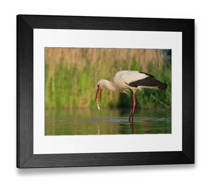 Framed Print : White stork (Ciconia ciconia) catching a fish in shallow water, Pusztaszer, Kiskunsagi National Park, Hungary. May Framed Print : White stork (Ciconia ciconia) catching a fish in shallow water, Pusztaszer, Kiskunsagi National Park, Hungary. May