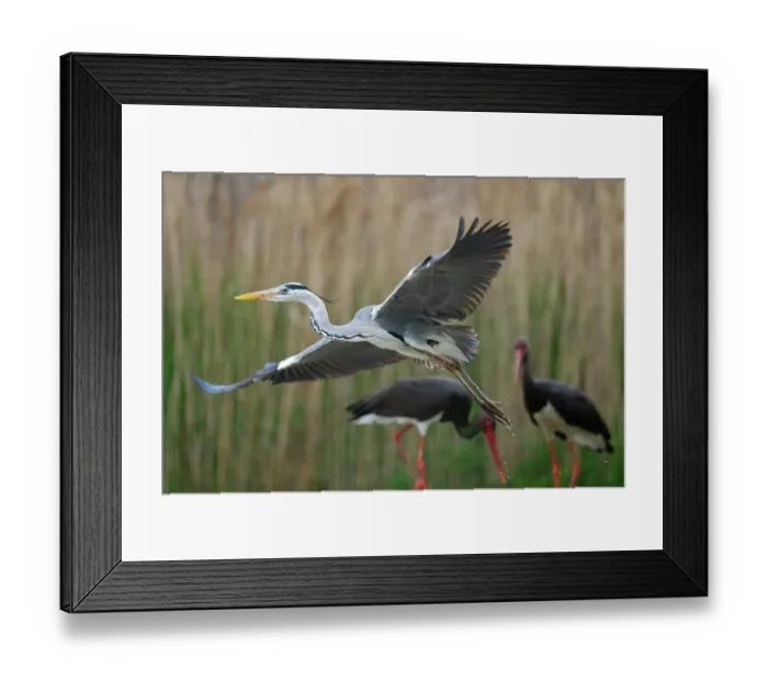 Framed Print : RF - Grey heron (Ardea cinerea) taking flight with two Black storks (Ciconia nigra) in background standing next to reedbeds, Pusztaszer, Kiskunsagi National Park, Hungary. May Framed Print : RF - Grey heron (Ardea cinerea) taking flight with two Black storks (Ciconia nigra) in background standing next to reedbeds, Pusztaszer, Kiskunsagi National Park, Hungary. May