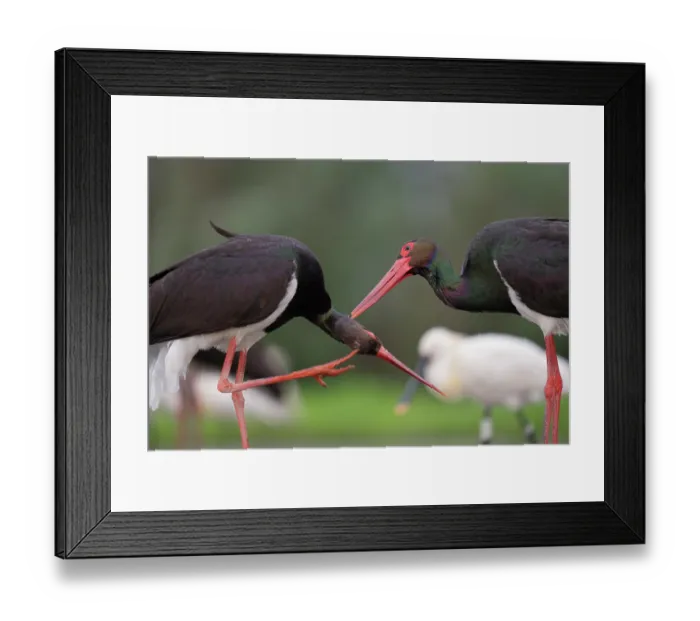 Framed Print : RF - Two Black storks (Ciconia nigra) portrait, one scratching its head, Pusztaszer, Kiskunsagi National Park, Hungary. May Framed Print : RF - Two Black storks (Ciconia nigra) portrait, one scratching its head, Pusztaszer, Kiskunsagi National Park, Hungary. May