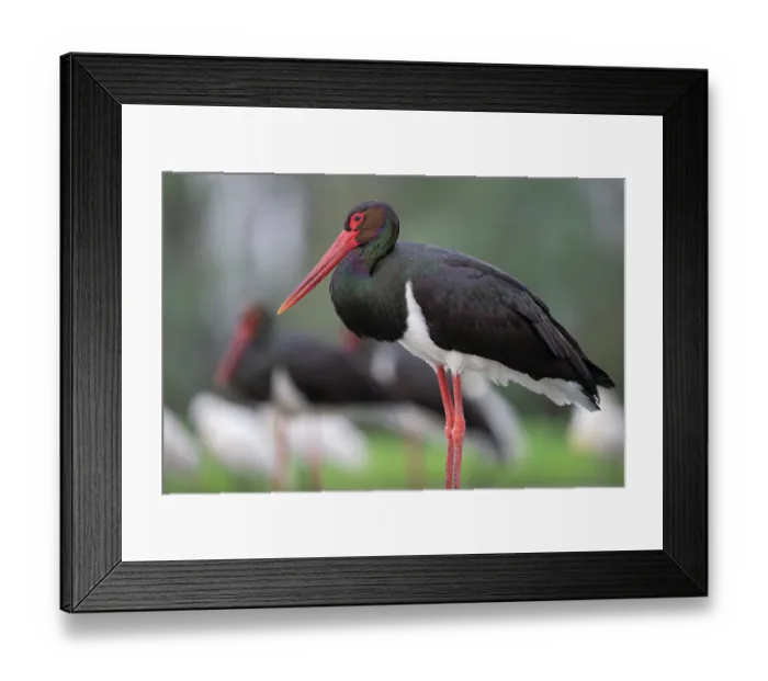 Framed Print : RF - Black stork (Ciconia nigra) portrait, Pusztaszer, Kiskunsagi National Park, Hungary. May. (This image may be licensed either as rights managed or royalty free.) Framed Print : RF - Black stork (Ciconia nigra) portrait, Pusztaszer, Kiskunsagi National Park, Hungary. May. (This image may be licensed either as rights managed or royalty free.)
