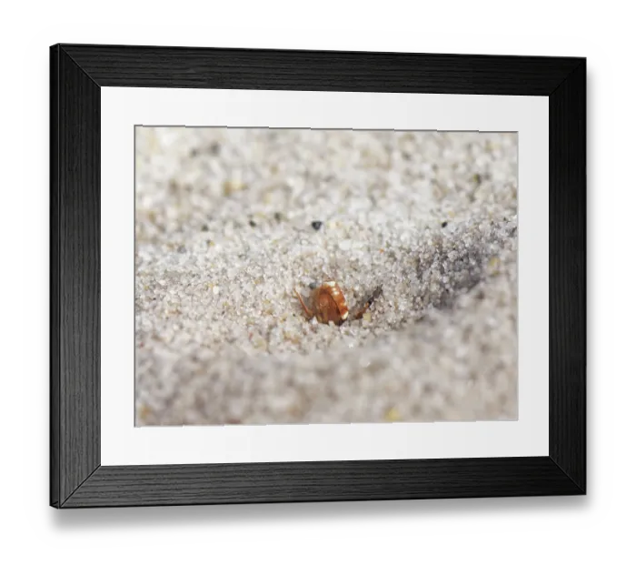 Framed Print : Bear-clawed nomad bee (Nomada baccata) female, entering burrow of host species, the Small sandpit mining bee (Andrena argentata), in a loose sandy area of heathland, Dorset Framed Print : Bear-clawed nomad bee (Nomada baccata) female, entering burrow of host species, the Small sandpit mining bee (Andrena argentata), in a loose sandy area of heathland, Dorset
