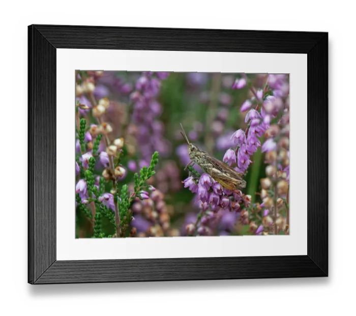 Framed Print : Common field grasshopper (Chorthippus brunneus) basking on Common heather (Calluna vulgaris) flowerhead on heathland, Devon, England, UK. September Framed Print : Common field grasshopper (Chorthippus brunneus) basking on Common heather (Calluna vulgaris) flowerhead on heathland, Devon, England, UK. September