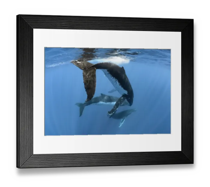 Framed Print : Three Humpback whale (Megaptera novaeangliae) males engaging in high-energy social interaction, Kingdom of Tonga, Pacific Ocean Framed Print : Three Humpback whale (Megaptera novaeangliae) males engaging in high-energy social interaction, Kingdom of Tonga, Pacific Ocean