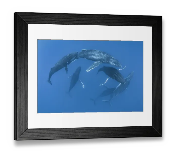 Framed Print : Five Humpback whale (Megaptera novaeangliae) males, engaged in a competitive group heat run centering upon a female Framed Print : Five Humpback whale (Megaptera novaeangliae) males, engaged in a competitive group heat run centering upon a female