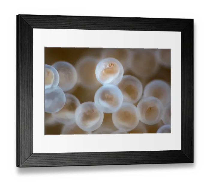 Framed Print : Tanaka's snailfish (Liparis tanakae) freshly spawned eggs, each being less than 1.5mm in diameter. Early stage development of the embryos is visible Framed Print : Tanaka's snailfish (Liparis tanakae) freshly spawned eggs, each being less than 1.5mm in diameter. Early stage development of the embryos is visible