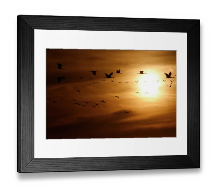 Framed Print : Demoiselle cranes (Grus virgo) flock in flight, silhouetted at sunrise, Rajasthan, India Framed Print : Demoiselle cranes (Grus virgo) flock in flight, silhouetted at sunrise, Rajasthan, India