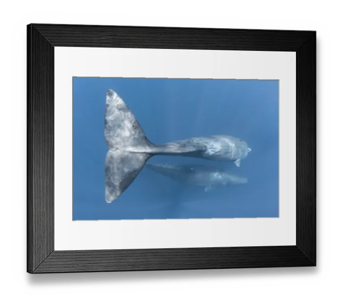 Framed Print : Sperm whale (Physeter macrocephalus) female, commencing a dive with mammary slits visible, located on her abdomen, just forward of her anal slit and powerful caudal region Framed Print : Sperm whale (Physeter macrocephalus) female, commencing a dive with mammary slits visible, located on her abdomen, just forward of her anal slit and powerful caudal region