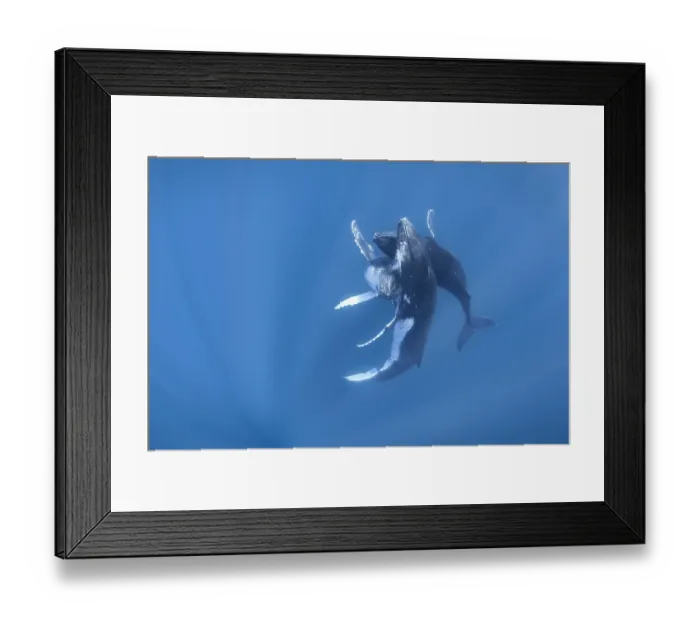Framed Print : Three Humpback whale (Megaptera novaeangliae) males, swimming together in social interaction, Kingdom of Tonga, Pacific Ocean Framed Print : Three Humpback whale (Megaptera novaeangliae) males, swimming together in social interaction, Kingdom of Tonga, Pacific Ocean