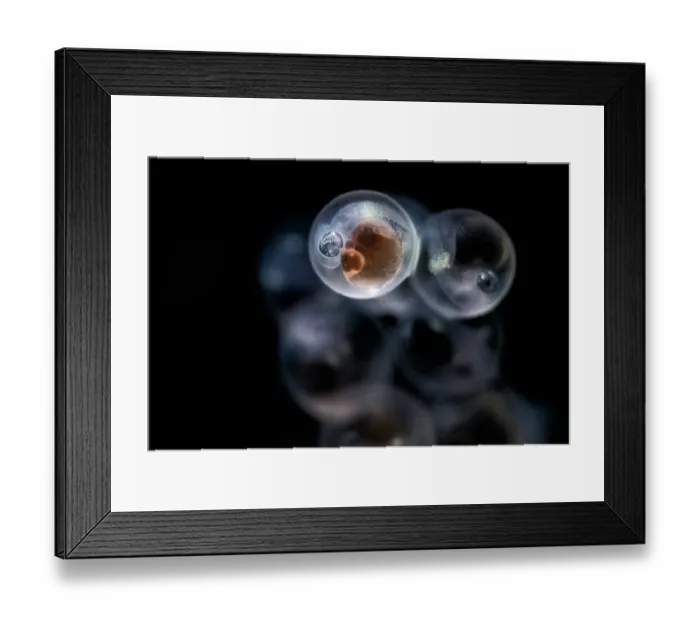 Framed Print : Tanaka's snailfish (Liparis tanakae) embryo, one of many in a cluster of eggs. Each egg is less than 1.5mm in diameter, Yamaguchi Prefecture, Japan, Pacific Ocean Framed Print : Tanaka's snailfish (Liparis tanakae) embryo, one of many in a cluster of eggs. Each egg is less than 1.5mm in diameter, Yamaguchi Prefecture, Japan, Pacific Ocean