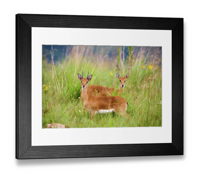 Framed Print : Oribi antelopes (Ourebia ourebi) pair standing in tall grass, Akagera National Park, Rwanda Framed Print : Oribi antelopes (Ourebia ourebi) pair standing in tall grass, Akagera National Park, Rwanda