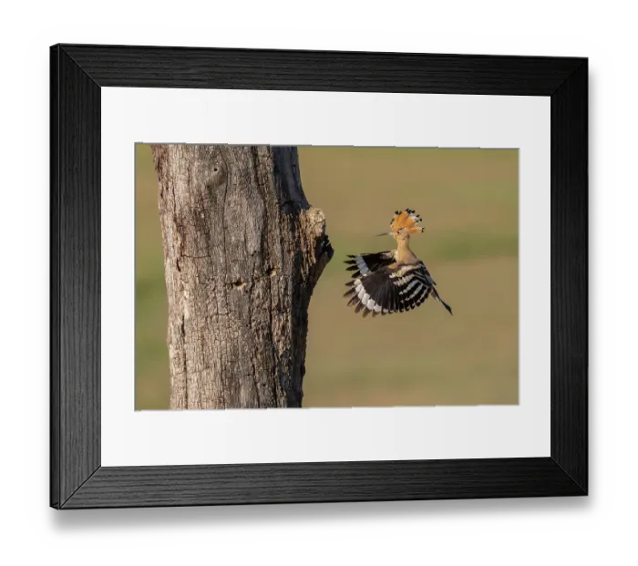 Framed Print : Eurasian hoopoe (Upupa epops) arriving at nest hole in tree trunk, Pusztaszer, Kiskunsagi National Park, Hungary. May