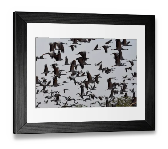 Framed Print : Demoiselle cranes (Grus virgo) flock in flight, Rajasthan, India Framed Print : Demoiselle cranes (Grus virgo) flock in flight, Rajasthan, India
