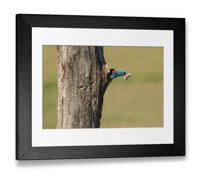Framed Print : European roller (Coracias garrulus) male, stealing Hoopoe (Upupa epops) chick prey from nest hole, Pusztaszer, Kiskunsagi National Park, Hungary. May Framed Print : European roller (Coracias garrulus) male, stealing Hoopoe (Upupa epops) chick prey from nest hole, Pusztaszer, Kiskunsagi National Park, Hungary. May