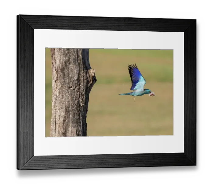Framed Print : European roller (Coracias garrulus) male, in flight carrying Hoopoe (Upupa epops) chick prey in beak, stolen from nest, Pusztaszer, Kiskunsagi National Park, Hungary. May Framed Print : European roller (Coracias garrulus) male, in flight carrying Hoopoe (Upupa epops) chick prey in beak, stolen from nest, Pusztaszer, Kiskunsagi National Park, Hungary. May