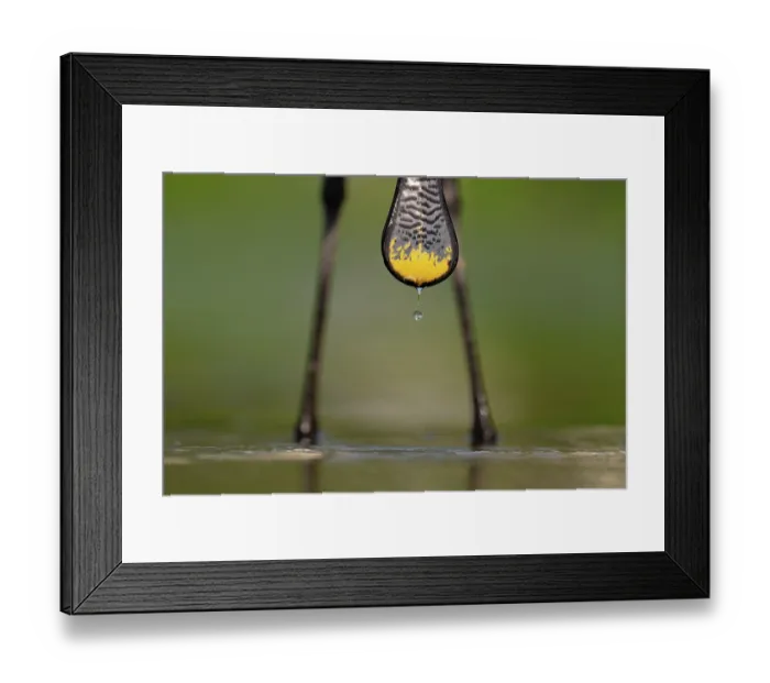 Framed Print : Eurasian spoonbill (Platalea leucorodia) beak and legs detail, Pusztaszer, Kiskunsagi National Park, Hungary. May Framed Print : Eurasian spoonbill (Platalea leucorodia) beak and legs detail, Pusztaszer, Kiskunsagi National Park, Hungary. May