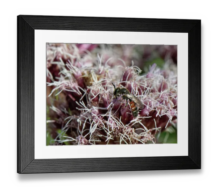 Framed Print : Common furrow bee (Lasioglossum calceatum) male, nectaring on Hemp agrimony (Eupatorium cannabinum) flowers, Bannerdown Common, Bath and North-east Somerset, England, UK Framed Print : Common furrow bee (Lasioglossum calceatum) male, nectaring on Hemp agrimony (Eupatorium cannabinum) flowers, Bannerdown Common, Bath and North-east Somerset, England, UK